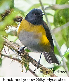 Black-and-yellow Silky-flycatcher - © Laura L Fellows and Exotic Birding LLC
