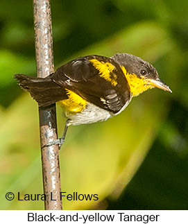 Black-and-yellow Tanager - © Laura L Fellows and Exotic Birding LLC