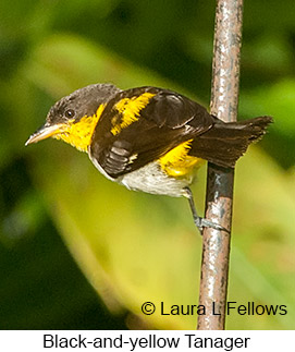 Black-and-yellow Tanager - © Laura L Fellows and Exotic Birding LLC