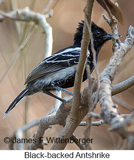 Black-backed Antshrike - © James F Wittenberger and Exotic Birding LLC