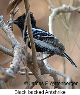 Black-backed Antshrike - © James F Wittenberger and Exotic Birding LLC