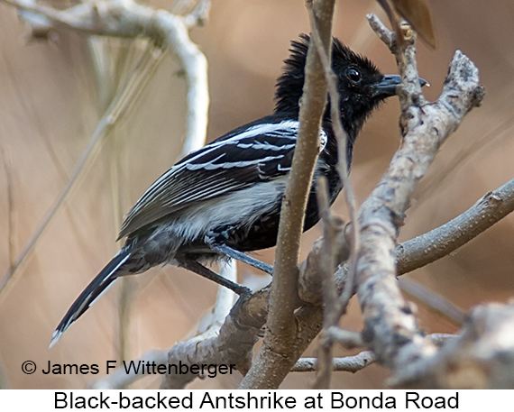 Black-backed Antshrike - © James F Wittenberger and Exotic Birding LLC