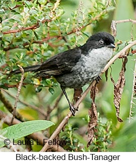 Black-backed Bush Tanager - © Laura L Fellows and Exotic Birding LLC