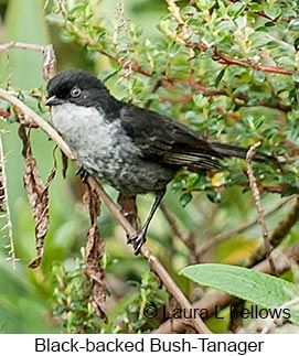 Black-backed Bush Tanager - © Laura L Fellows and Exotic Birding LLC