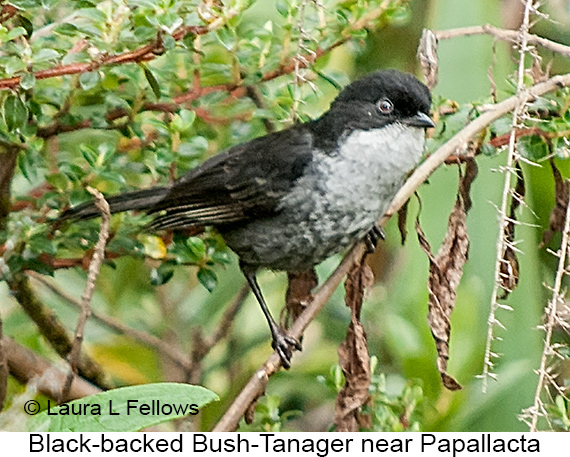 Black-backed Bush Tanager - © Laura L Fellows and Exotic Birding LLC Black-backed Bush Tanager - © Laura L Fellows and Exotic Birding LLC