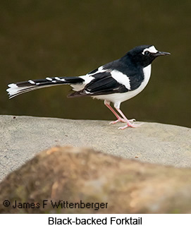 Black-backed Forktail - © James F Wittenberger and Exotic Birding LLC