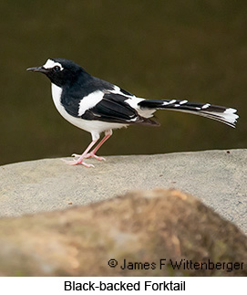 Black-backed Forktail - © James F Wittenberger and Exotic Birding LLC