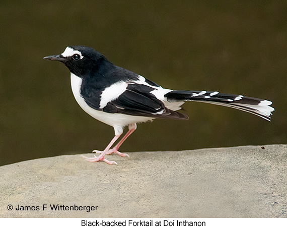 Black-backed Forktail - © James F Wittenberger and Exotic Birding LLC