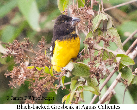 Black-backed Grosbeak - &copy; James F Wittenberger and Exotic Birding LLC