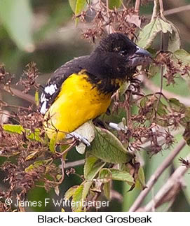 Black-backed Grosbeak - © James F Wittenberger and Exotic Birding LLC