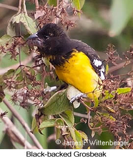 Black-backed Grosbeak - © James F Wittenberger and Exotic Birding LLC