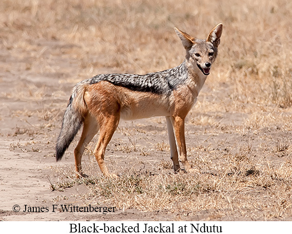 Black-backed Jackal - © James F Wittenberger and Exotic Birding LLC