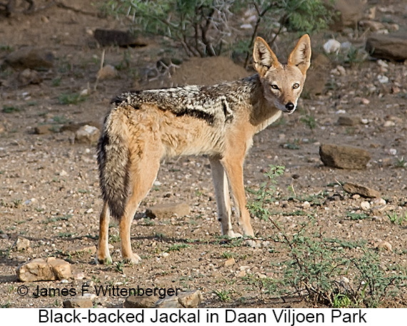 Black-backed Jackal - © James F Wittenberger and Exotic Birding LLC