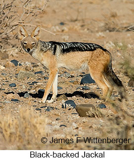 Black-backed Jackal - © James F Wittenberger and Exotic Birding LLC