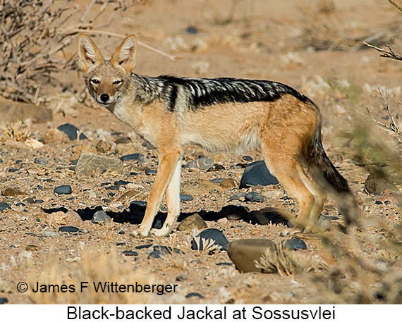 Black-backed Jackal - © James F Wittenberger and Exotic Birding LLC