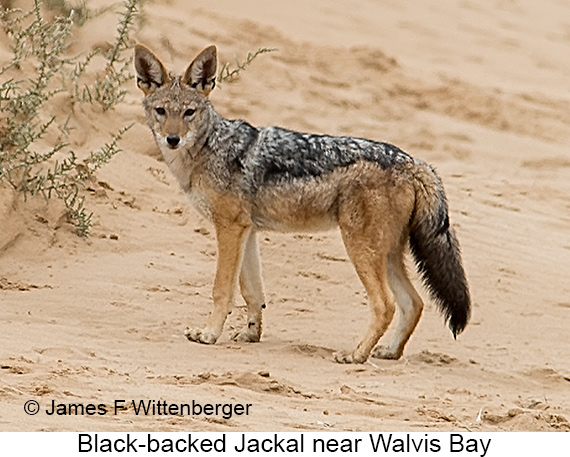 Black-backed Jackal - © The Photographer and Exotic Birding LLC
