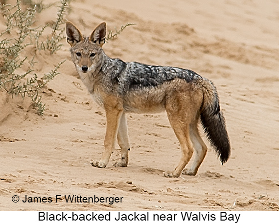 Black-backed Jackal - © James F Wittenberger and Exotic Birding LLC Black-backed Jackal - © James F Wittenberger and Exotic Birding LLC