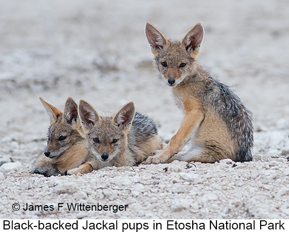 Black-backed Jackal - © James F Wittenberger and Exotic Birding LLC