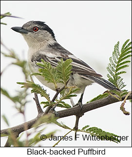 Black-backed Puffback - © James F Wittenberger and Exotic Birding LLC