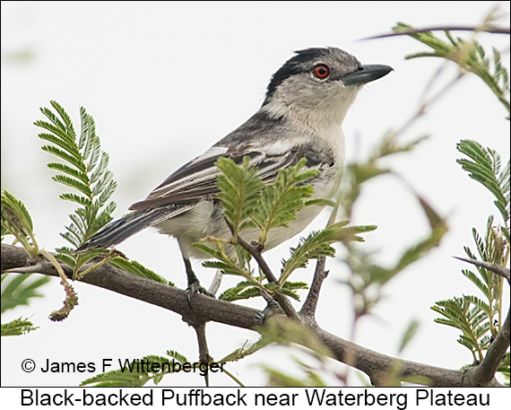 Black-backed Puffback - © James F Wittenberger and Exotic Birding LLC Black-backed Puffback - © James F Wittenberger and Exotic Birding LLC