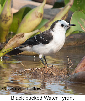 Black-backed Water-Tyrant - © Laura L Fellows and Exotic Birding LLC