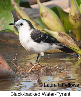 Black-backed Water-Tyrant - © Laura L Fellows and Exotic Birding LLC