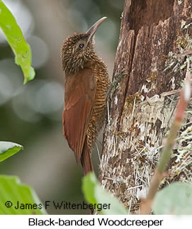 Black-banded Woodcreeper - © James F Wittenberger and Exotic Birding LLC Black-banded Woodcreeper - © James F Wittenberger and Exotic Birding LLC