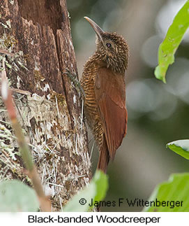 Black-banded Woodcreeper - © James F Wittenberger and Exotic Birding LLC