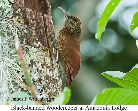 Black-banded Woodcreeper - &copy; James F Wittenberger and Exotic Birding LLC