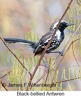 Black-bellied Antwren - © James F Wittenberger and Exotic Birding LLC