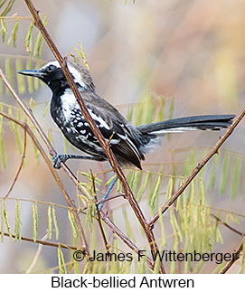 Black-bellied Antwren - © James F Wittenberger and Exotic Birding LLC