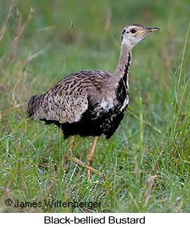 Black-bellied Bustard - © James F Wittenberger and Exotic Birding LLC