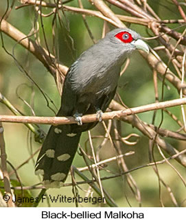 Black-bellied Malkoha - © James F Wittenberger and Exotic Birding LLC