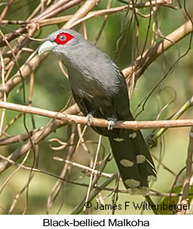 Black-bellied Malkoha - &copy; James F Wittenberger and Exotic Birding LLC