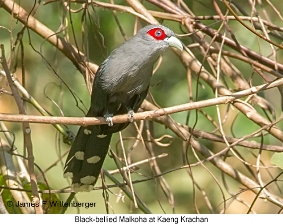 Black-bellied Malkoha - © James F Wittenberger and Exotic Birding LLC