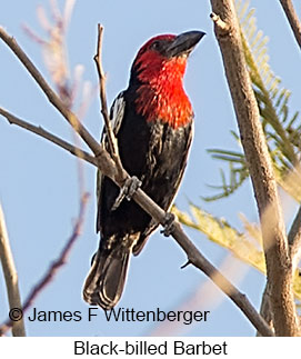 Black-billed Barbet - © James F Wittenberger and Exotic Birding LLC Black-billed Barbet - © James F Wittenberger and Exotic Birding LLC