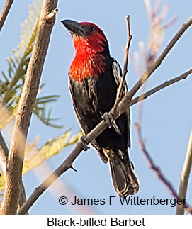 Black-billed Barbet - © James F Wittenberger and Exotic Birding LLC Black-billed Barbet - © James F Wittenberger and Exotic Birding LLC