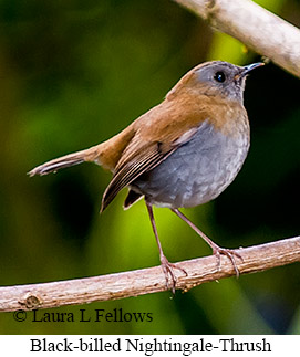 Black-billed Nightingale-Thrush - © Laura L Fellows and Exotic Birding LLC Black-billed Nightingale-Thrush - © Laura L Fellows and Exotic Birding LLC