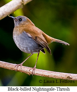 Black-billed Nightingale-Thrush - © Laura L Fellows and Exotic Birding LLC