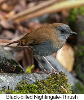 Black-billed Nightingale-Thrush - © Laura L Fellows and Exotic Birding LLC