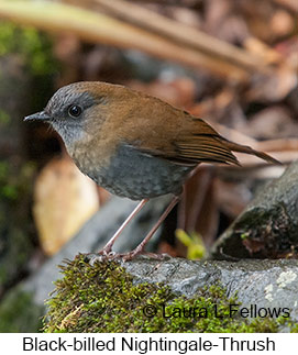 Black-billed Nightingale-Thrush - © Laura L Fellows and Exotic Birding LLC