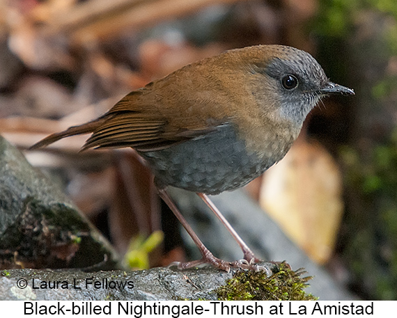 Black-billed Nightingale-Thrush - © Laura L Fellows and Exotic Birding LLC