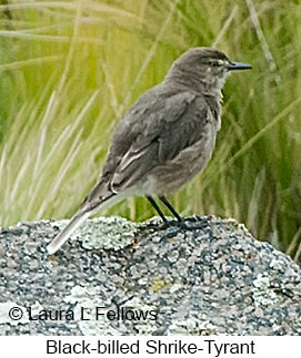 Black-billed Shrike-Tyrant - © Laura L Fellows and Exotic Birding LLC