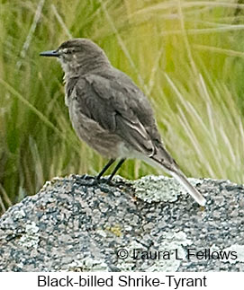 Black-billed Shrike-Tyrant - © Laura L Fellows and Exotic Birding Tours