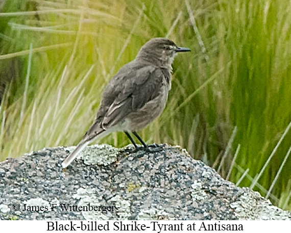 Black-billed Shrike-Tyrant - &copy; James F Wittenberger and Exotic Birding LLC