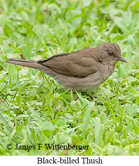 Black-billed Thrush - © James F Wittenberger and Exotic Birding LLC