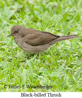Black-billed Thrush - © James F Wittenberger and Exotic Birding LLC