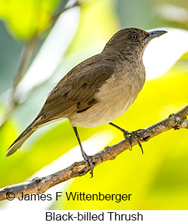 Black-billed Thrush - © James F Wittenberger and Exotic Birding LLC