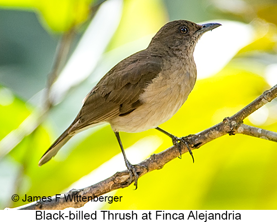 Black-billed Thrush - © James F Wittenberger and Exotic Birding LLC