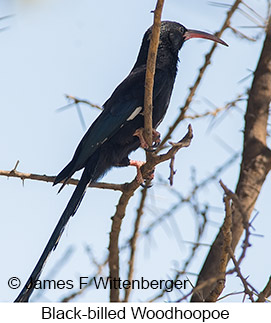Black-billed Woodhoopoe - © James F Wittenberger and Exotic Birding LLC